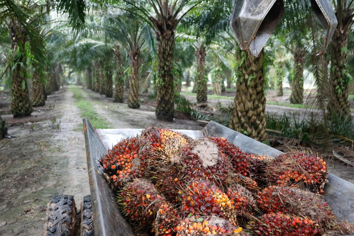 Vì sao giá cao su sẽ tăng vọt trong tương lai?