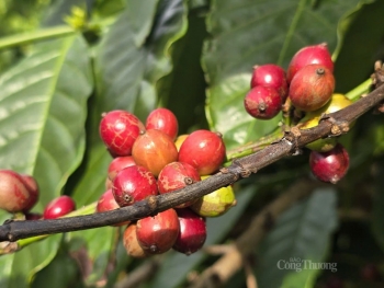 Cà phê Arabica kết thúc chuỗi tăng giá kỷ lục
