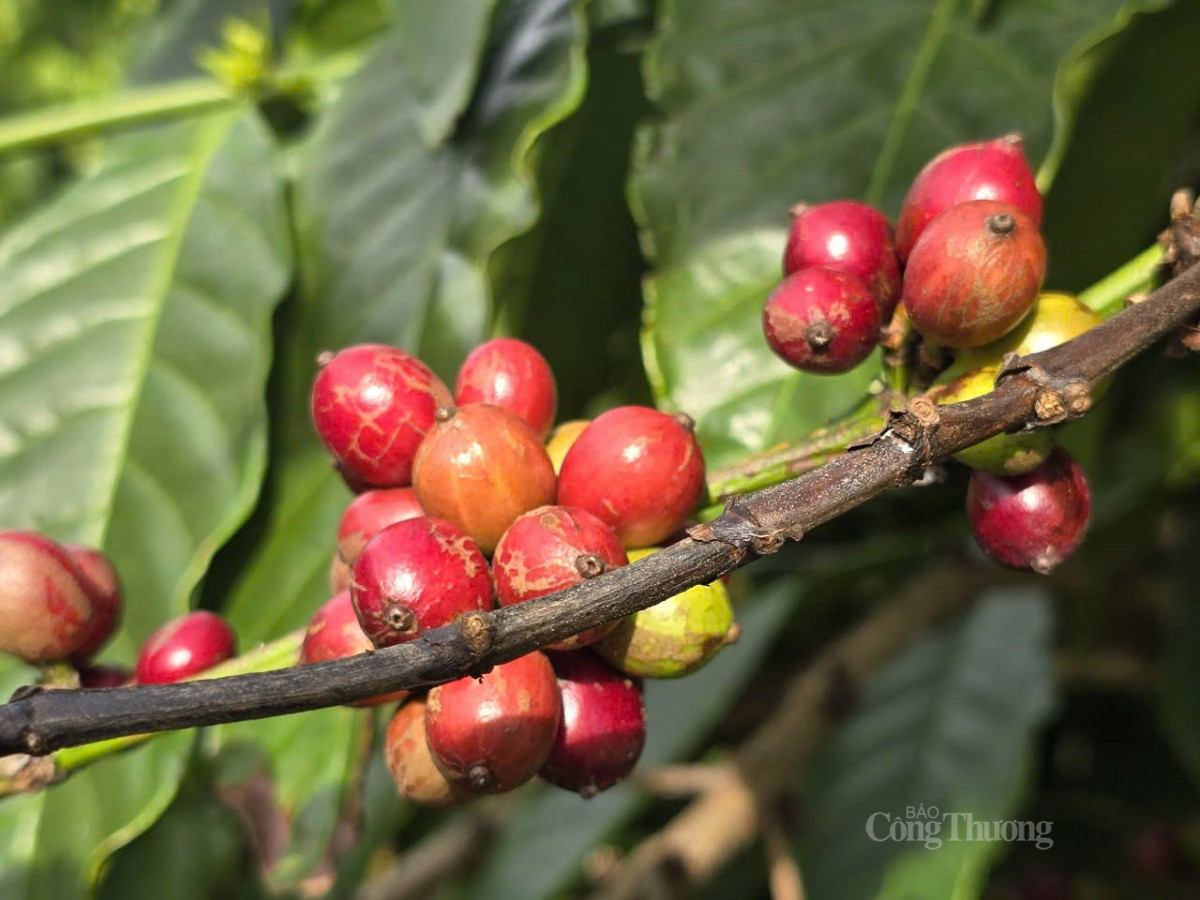 Giá cà phê Arabica giảm mạnh sau khi chạm mức cao kỷ lục