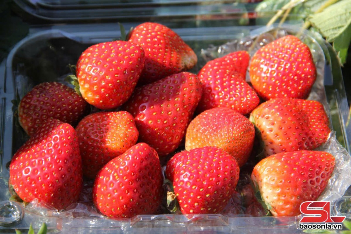 Nâng cao chất lượng nông sản, xây dựng thương hiệu dâu tây Sơn La