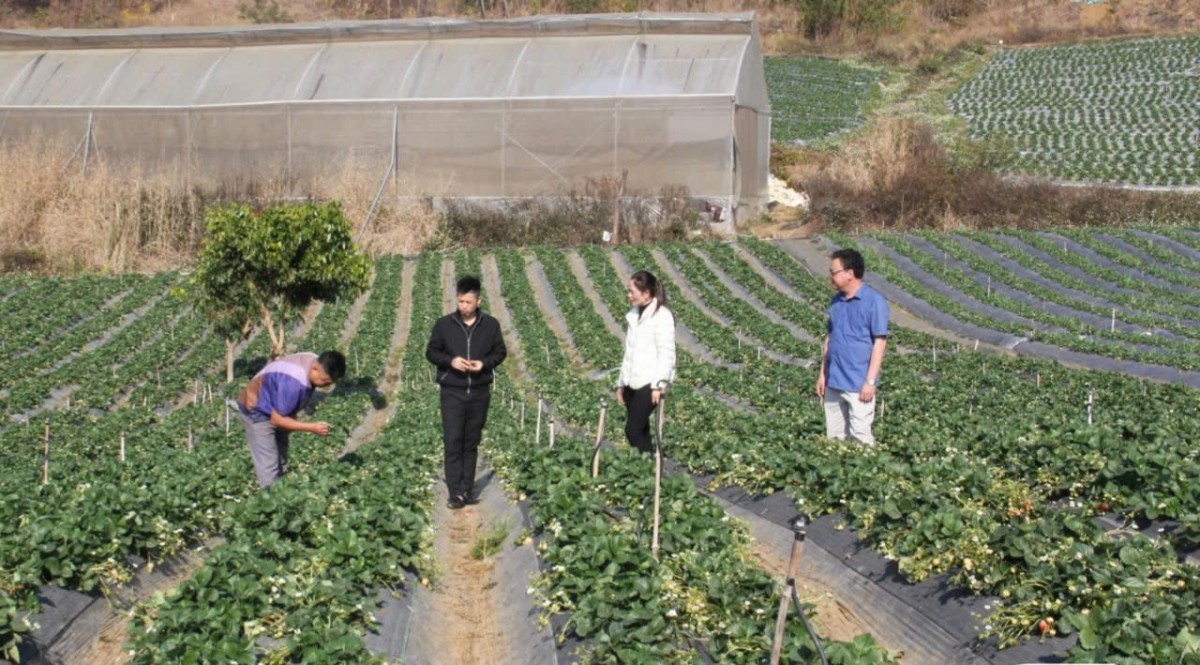 Nâng cao chất lượng nông sản, xây dựng thương hiệu dâu tây Sơn La