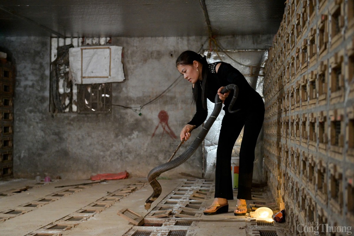 Chị Nguyễn Thị Thu (40 tuổi, 25 năm nuôi rắn tại Vĩnh Sơn) chia sẻ: “Trước khi lấy chồng thì bố mẹ tôi đã nuôi rắn, và khi lập gia đình tôi vẫn tiếp tục với công việc này. Hiện gia đình tôi đã thuê thêm đất làm nhà nuôi rắn”. Chị Nguyễn Thị Thu (40 tuổi, 25 năm nuôi rắn tại Vĩnh Sơn) chia sẻ: “Trước khi lấy chồng thì bố mẹ tôi đã nuôi rắn, và khi lập gia đình tôi vẫn tiếp tục với công việc này. Hiện gia đình tôi đã thuê thêm đất làm nhà nuôi rắn”.