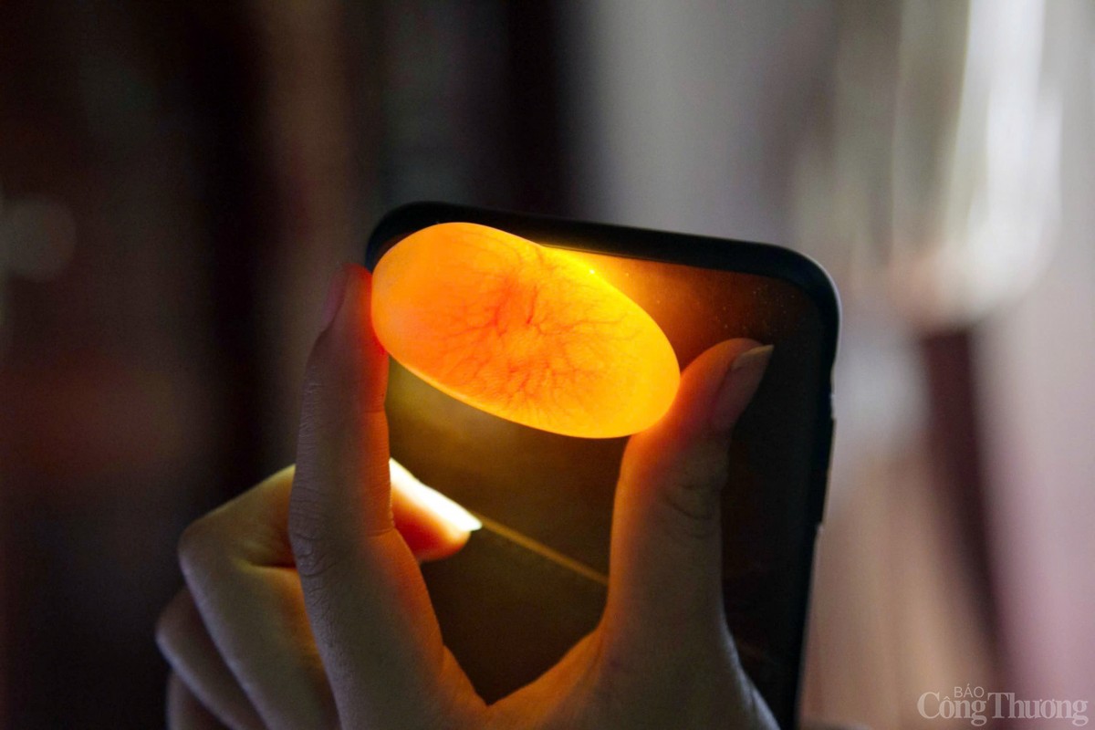 Trứng rắn dung để nhân giống sẽ được kiểm tra kỹ lưỡng về chất lượng. Trứng rắn dung để nhân giống sẽ được kiểm tra kỹ lưỡng về chất lượng.