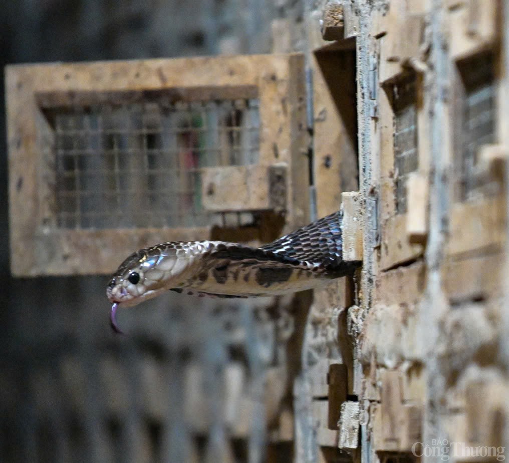 Rắn là một loài dễ nuôi vì ít bệnh tật, những gì các hộ dân ở đây cần làm chỉ là cho ăn, dọn ổ và chờ đợi các sản phẩm từ rắn. Hang rắn là một cái hầm hình hộp được ốp bằng mấy hàng gạch chỉ (cao chừng 30 - 40cm) và không cần phải tô trát hay sơn vôi. Rắn là một loài dễ nuôi vì ít bệnh tật, những gì các hộ dân ở đây cần làm chỉ là cho ăn, dọn ổ và chờ đợi các sản phẩm từ rắn. Hang rắn là một cái hầm hình hộp được ốp bằng mấy hàng gạch chỉ (cao chừng 30 - 40cm) và không cần phải tô trát hay sơn vôi.