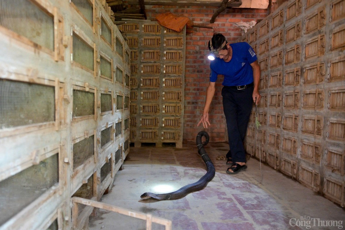 Sản phẩm chính của làng nghề rắn Vĩnh Sơn là rắn hổ mang thương phẩm và rắn hổ mang sinh sản. Ngoài ra, các thương lái còn thu mua rắn hổ mang về chế biến rượu rắn, cao rắn, xác rắn lột được thu mua làm thuốc chữa bệnh. Sản phẩm chính của làng nghề rắn Vĩnh Sơn là rắn hổ mang thương phẩm và rắn hổ mang sinh sản. Ngoài ra, các thương lái còn thu mua rắn hổ mang về chế biến rượu rắn, cao rắn, xác rắn lột được thu mua làm thuốc chữa bệnh.