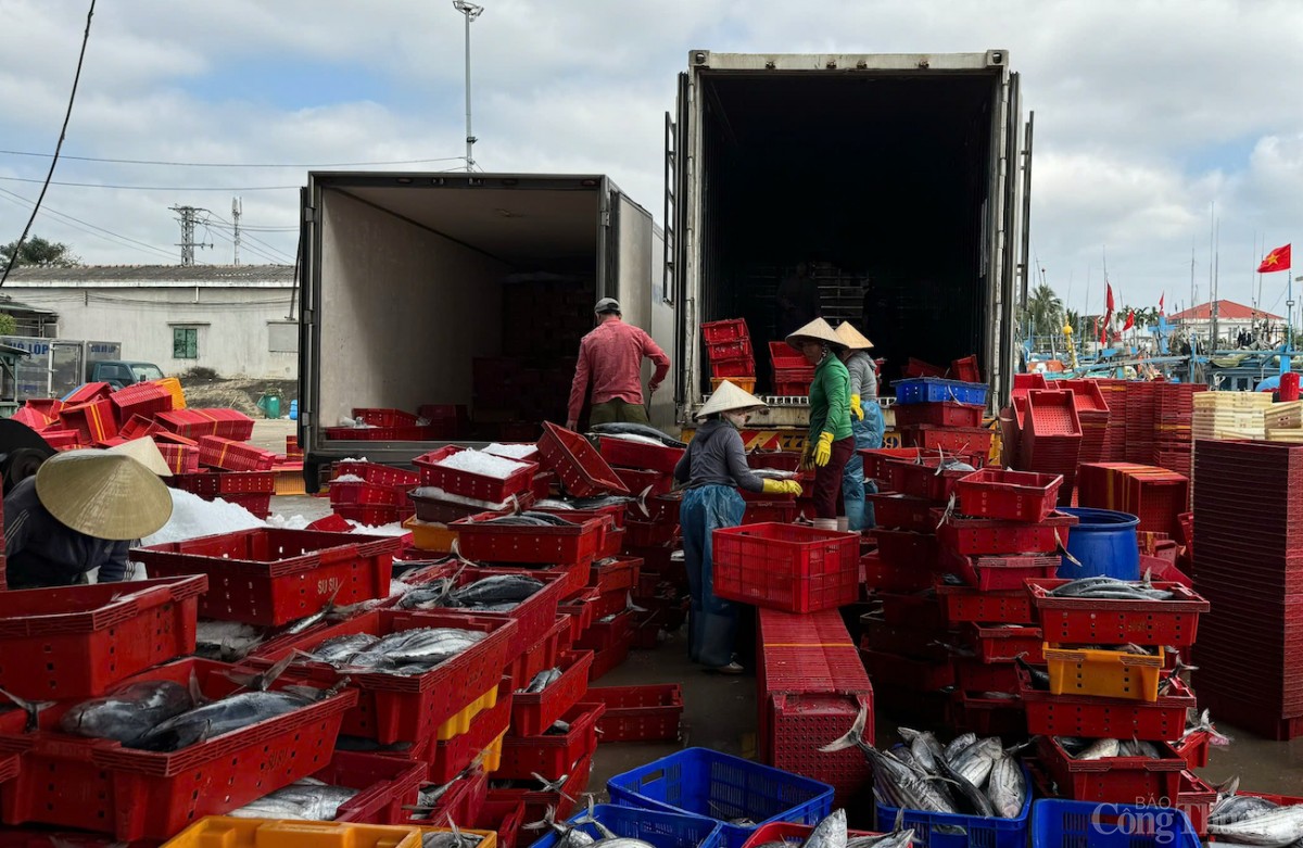 Những chuyến biển xuyên Tết 'trúng đậm' của ngư dân tỉnh Quảng Ngãi Những chuyến biển xuyên Tết 'trúng đậm' của ngư dân tỉnh Quảng Ngãi