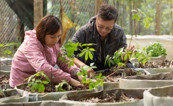 Nâng cao giá trị sản phẩm sâm Ngọc Linh