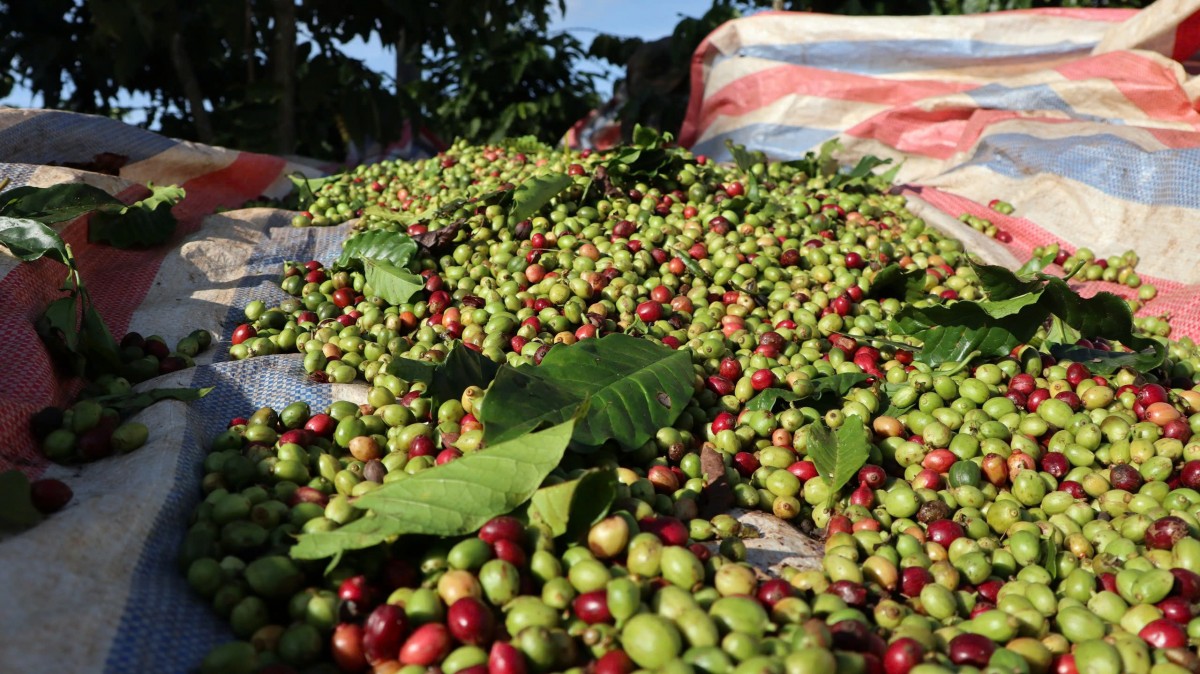 Dự báo giá cà phê ngày mai 13/2/2025: Dự báo giá cà phê ngày mai 13/2/2025: