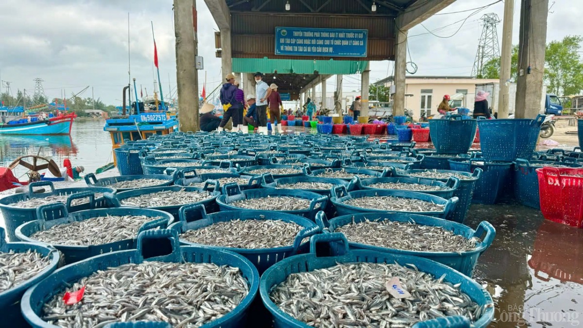 Các tàu đánh bắt gần bờ thu bộn cá cơm Các tàu đánh bắt gần bờ thu bộn cá cơm