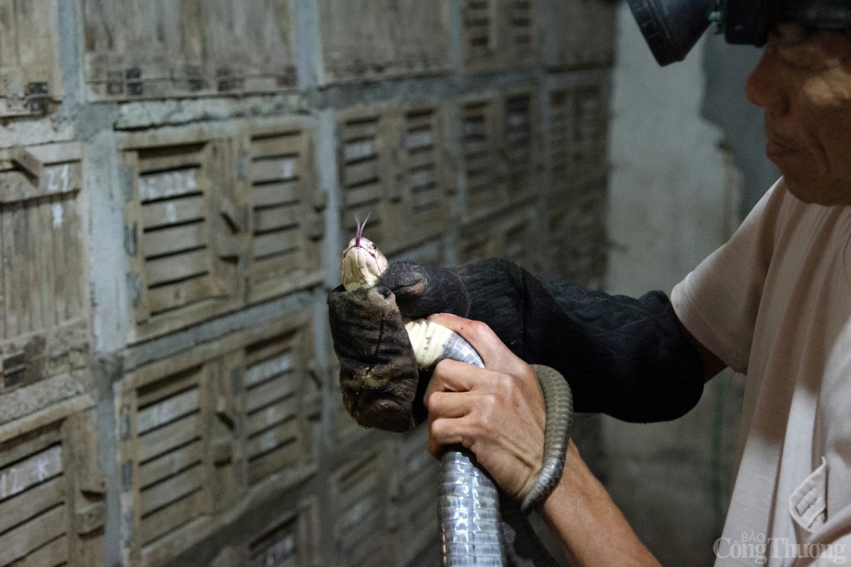 Nọc độc rắn hổ mang được dùng trong dược phẩm, da rắn làm các đồ mỹ nghệ dây lưng, ví da, mật rắn hổ mang dùng chữa các bệnh hen, tiêu hóa… Nọc độc rắn hổ mang được dùng trong dược phẩm, da rắn làm các đồ mỹ nghệ dây lưng, ví da, mật rắn hổ mang dùng chữa các bệnh hen, tiêu hóa…