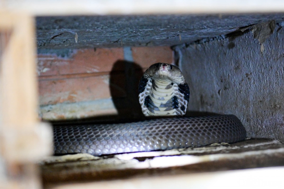 Trung bình, một con rắn hổ mang được nuôi từ nhỏ đến lớn (để lấy thịt) trong khoảng thời gian 2 năm, rắn nuôi lấy trứng thì trong vòng 5-7 năm cho năng suất trứng tốt. Còn rắn già quá thì có thể thải, nuôi con mới. Trung bình, một con rắn hổ mang được nuôi từ nhỏ đến lớn (để lấy thịt) trong khoảng thời gian 2 năm, rắn nuôi lấy trứng thì trong vòng 5-7 năm cho năng suất trứng tốt. Còn rắn già quá thì có thể thải, nuôi con mới.