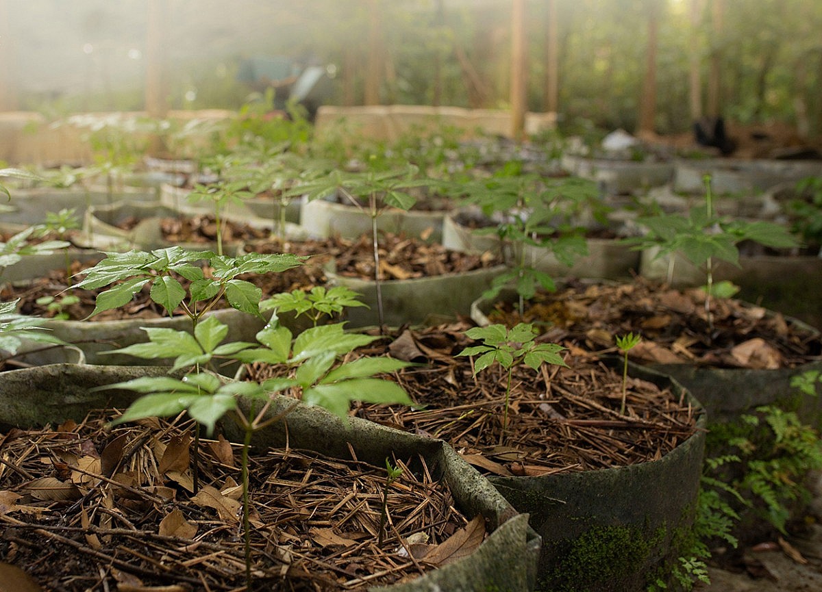 Nâng cao giá trị sản phẩm sâm Ngọc Linh