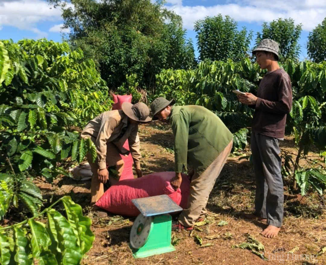 Giá cà phê hôm nay 13/2/2025: Giá cà phê hôm nay 13/2/2025: