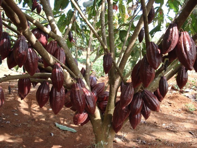 Giá cacao đã tăng hơn gấp đôi kể từ đầu năm 2024. Giá cacao đã tăng hơn gấp đôi kể từ đầu năm 2024.