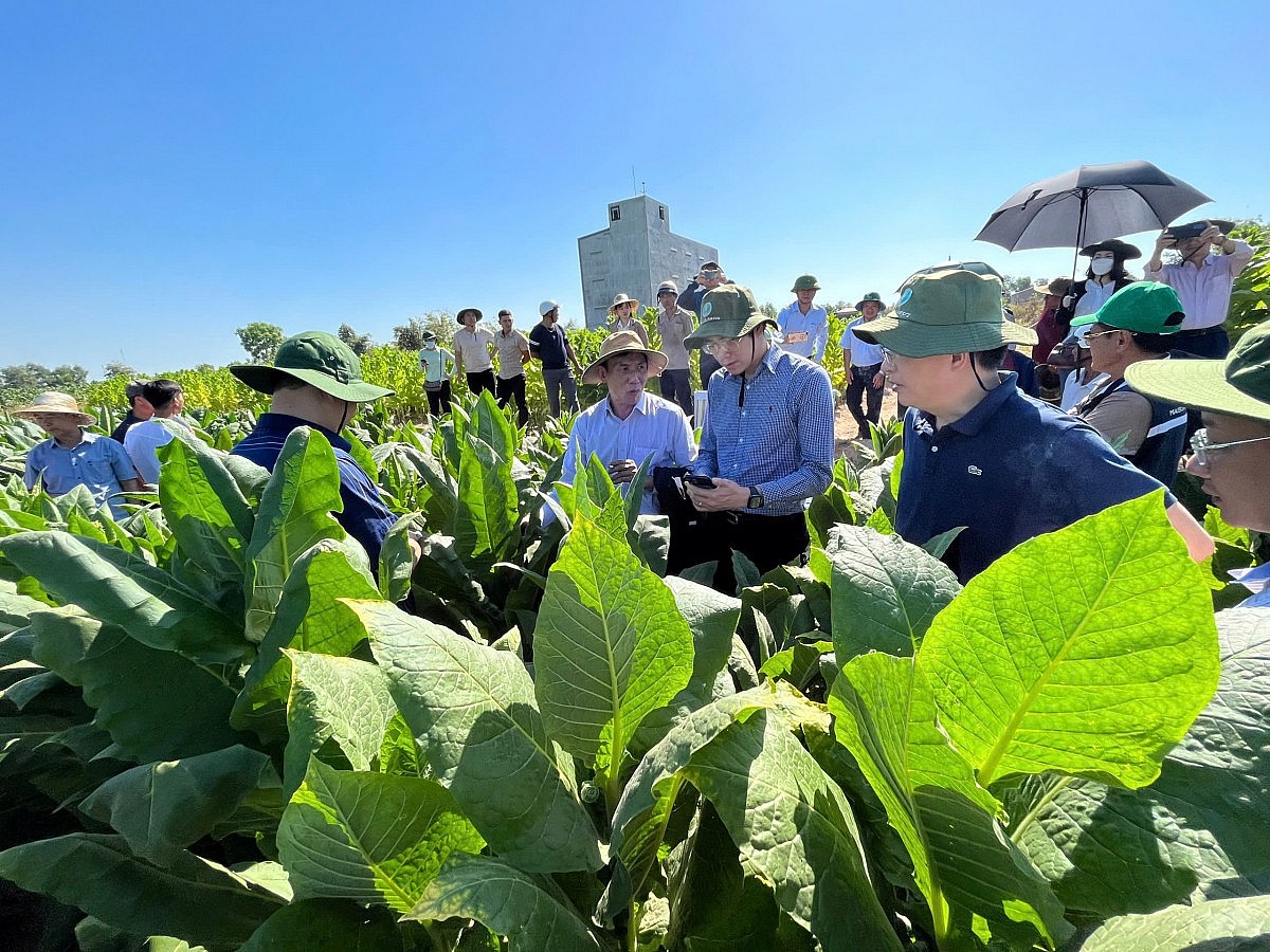 Kiểm tra đồng ruộng tại vùng trồng Tây nguyên Kiểm tra đồng ruộng tại vùng trồng Tây nguyên