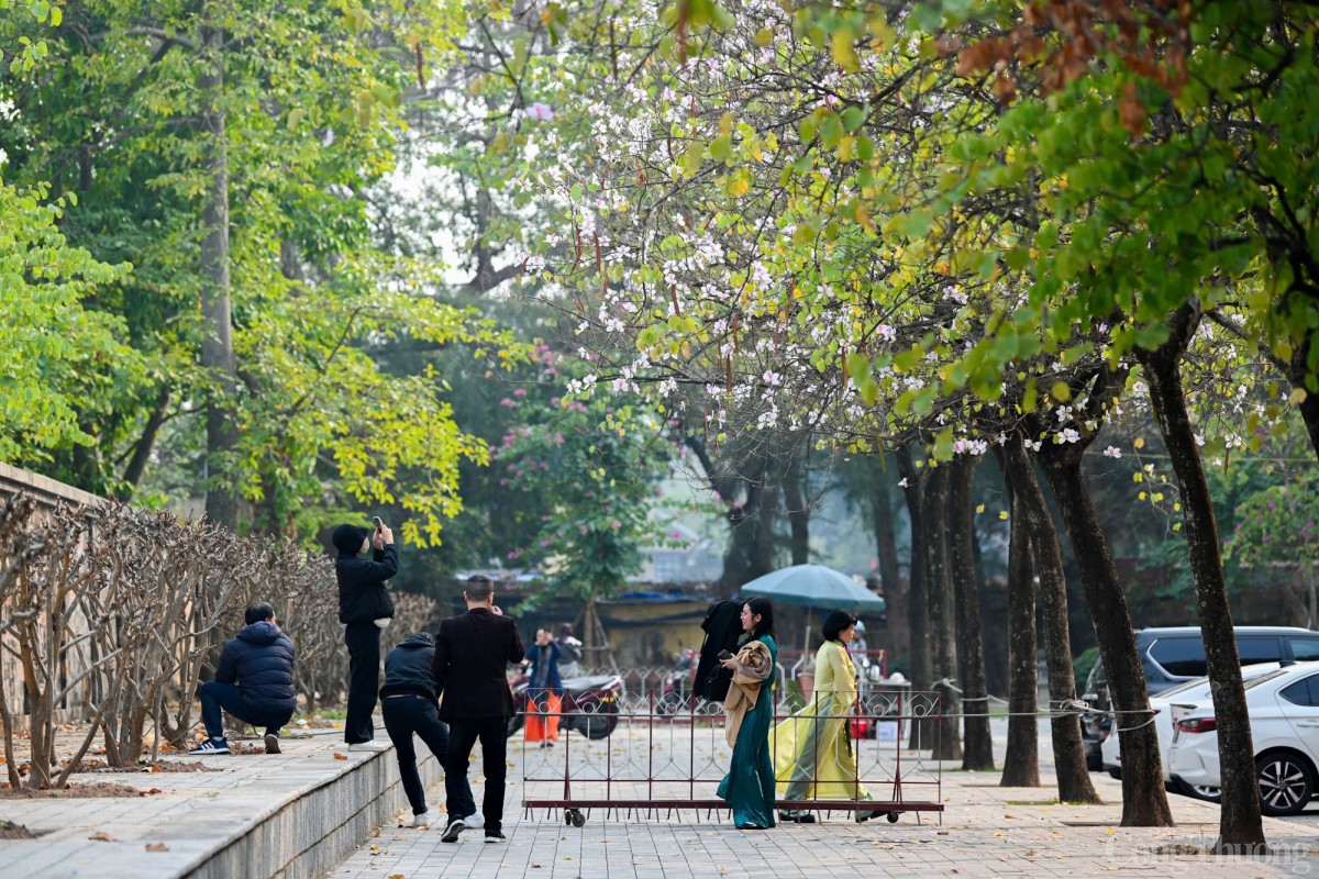Những ngày này, hoa ban khoe sắc trên đường Hoàng Diệu, gần Lăng Bác, thu hút người dân tới check-in, chụp ảnh. 
