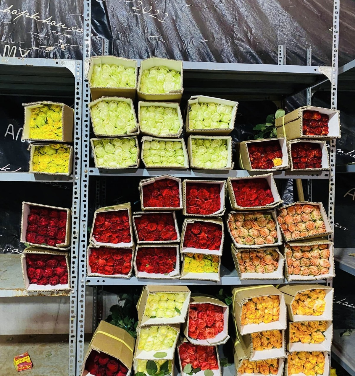 Hoa hồng đủ màu sắc được chuẩn bị cho ngày Lễ Tình nhân 14/2. Ảnh: Nguyễn Thanh Hoa hồng đủ màu sắc được chuẩn bị cho ngày Lễ Tình nhân 14/2. Ảnh: Nguyễn Thanh