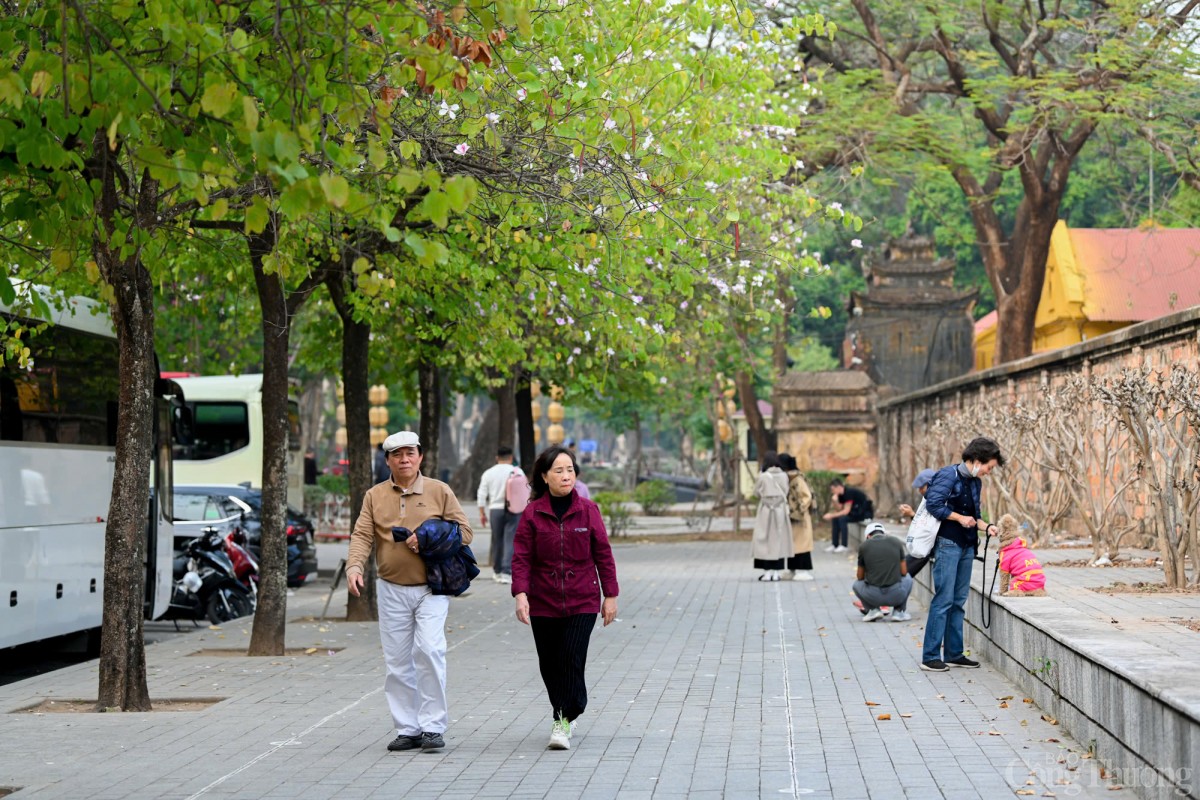 Mê mẩn sắc hoa ban nở sớm giữa lòng Hà Nội