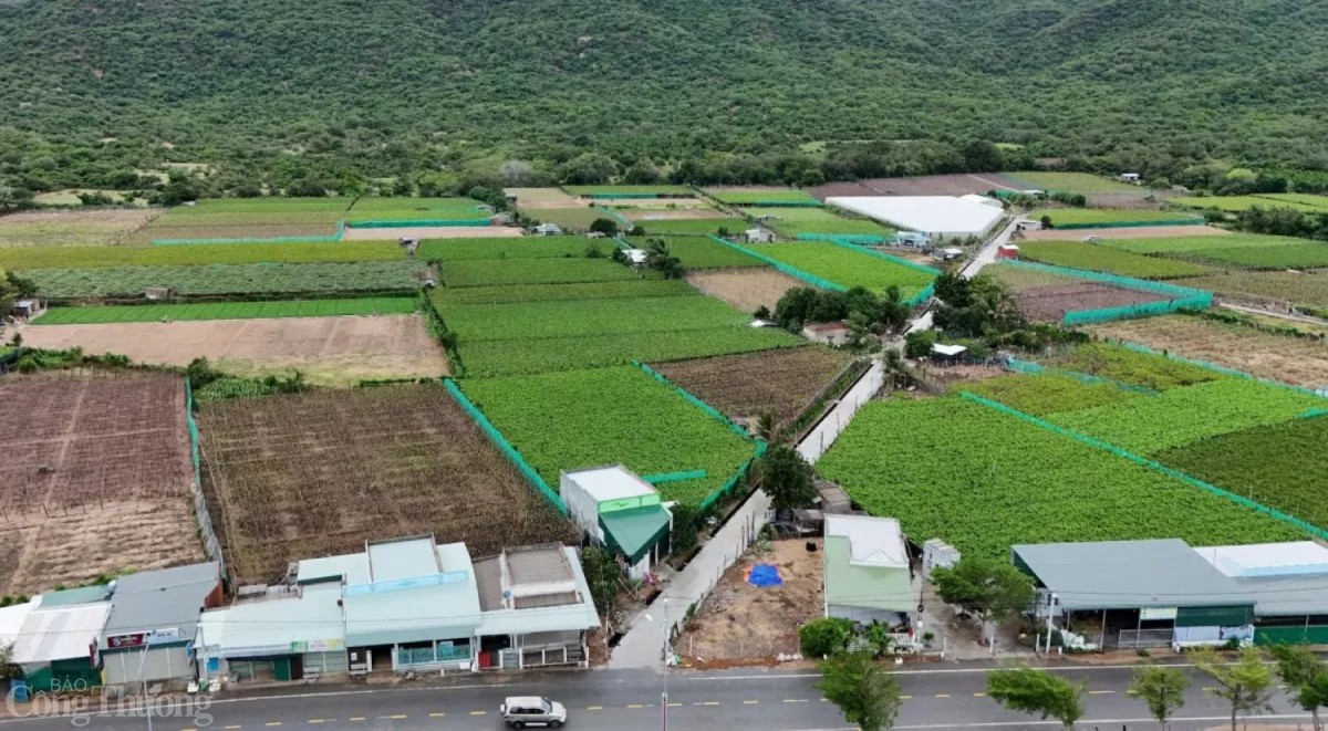 KHu vực xây dựng nhà máy điện hạt nhân Ninh Thuận 2 KHu vực xây dựng nhà máy điện hạt nhân Ninh Thuận 2