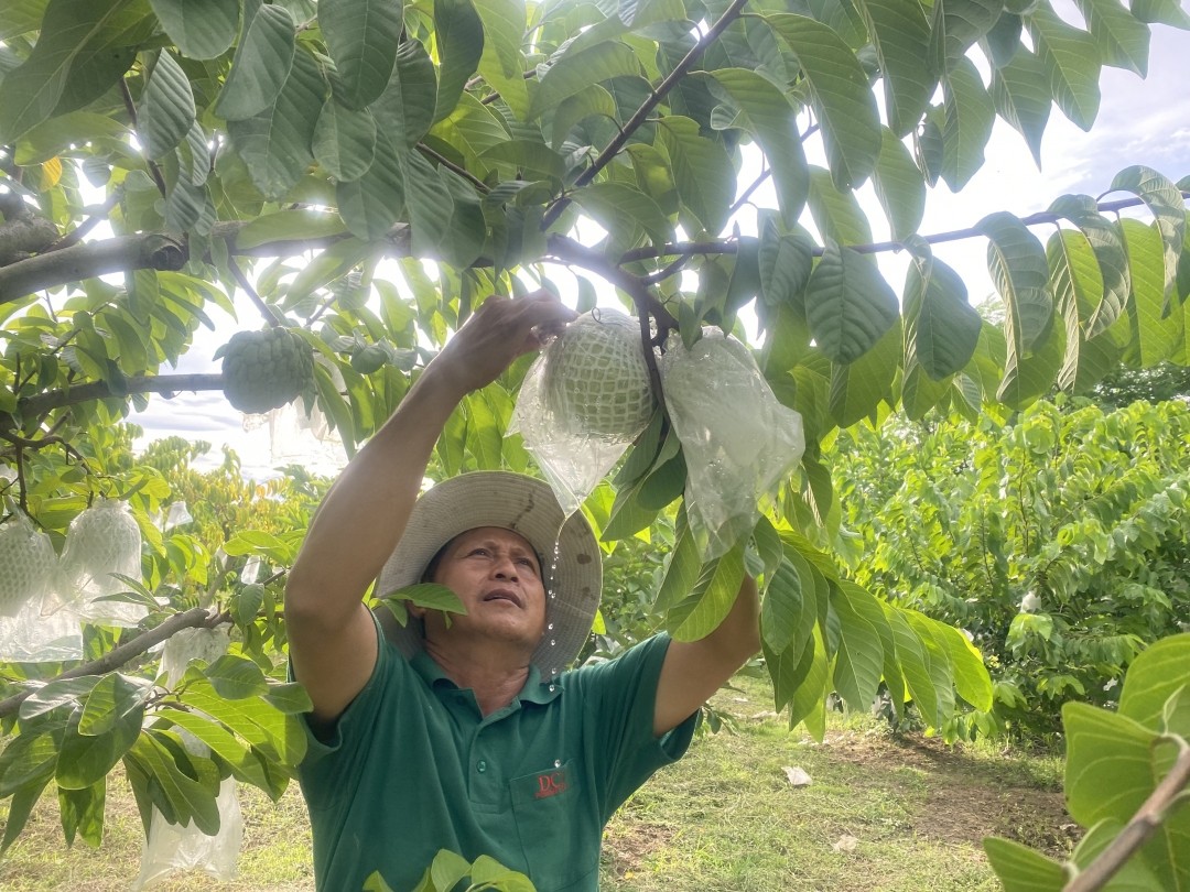 nhiều hộ dân tại xã Trường Thắng, huyện Thới Lai, TP Cần Thơ có thu nhập khá cao nhờ phát triển trồng cây na