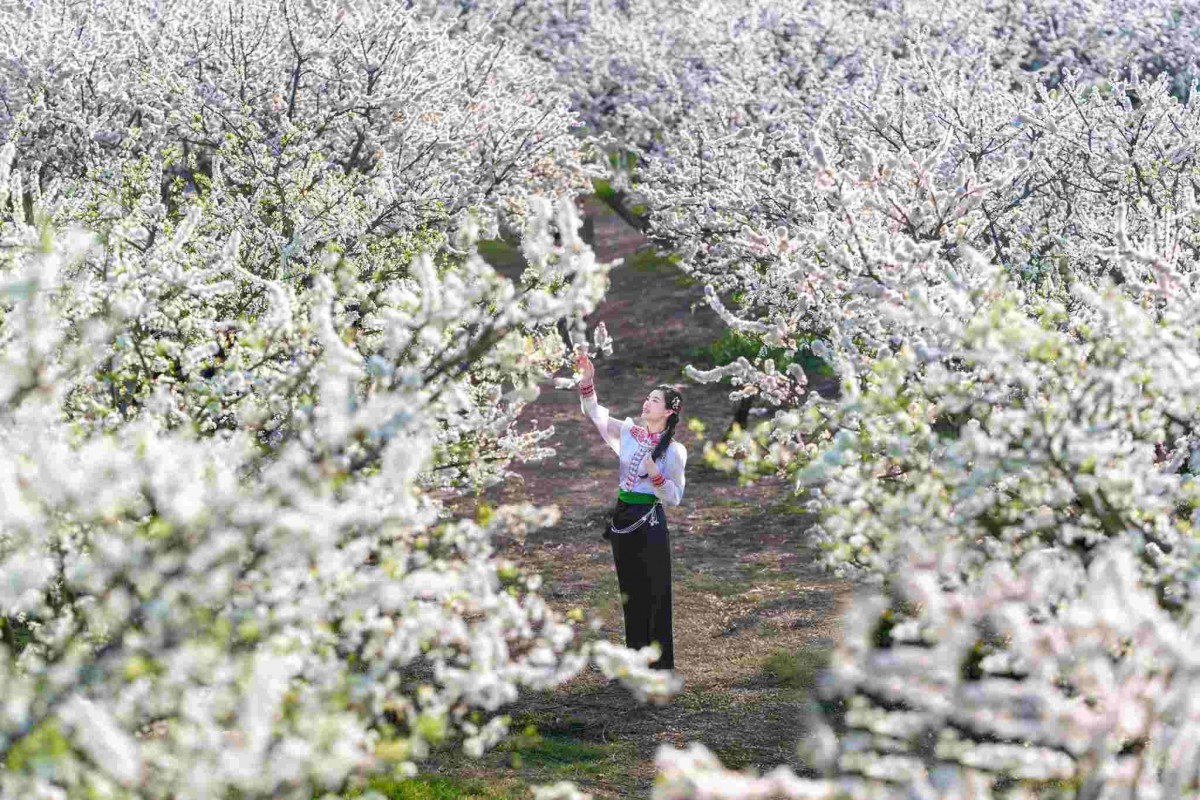 Mộc Châu mùa hoa mận nở rộ. Ảnh: Ảnh: Nguyễn Tuấn Anh