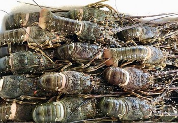 Trung Quốc tăng mua tôm hùm của Việt Nam