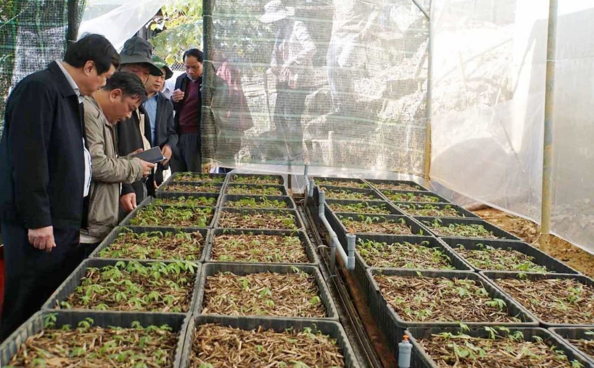 Bảo tồn cây sâm Ngọc Linh