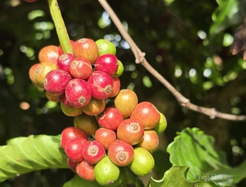 Xuất khẩu cà phê vào Bắc Âu trước Quy định EUDR