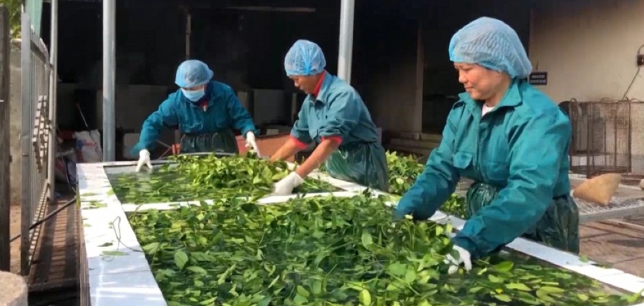 Nhiều địa phương trong cả nước vẫn đang tích cực phát triển, chế biến các sản phẩm từ cây dược liệu