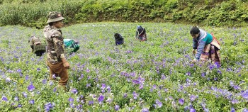 Phát triển cây dược liệu: Bà con vùng dân tộc thoát nghèo
