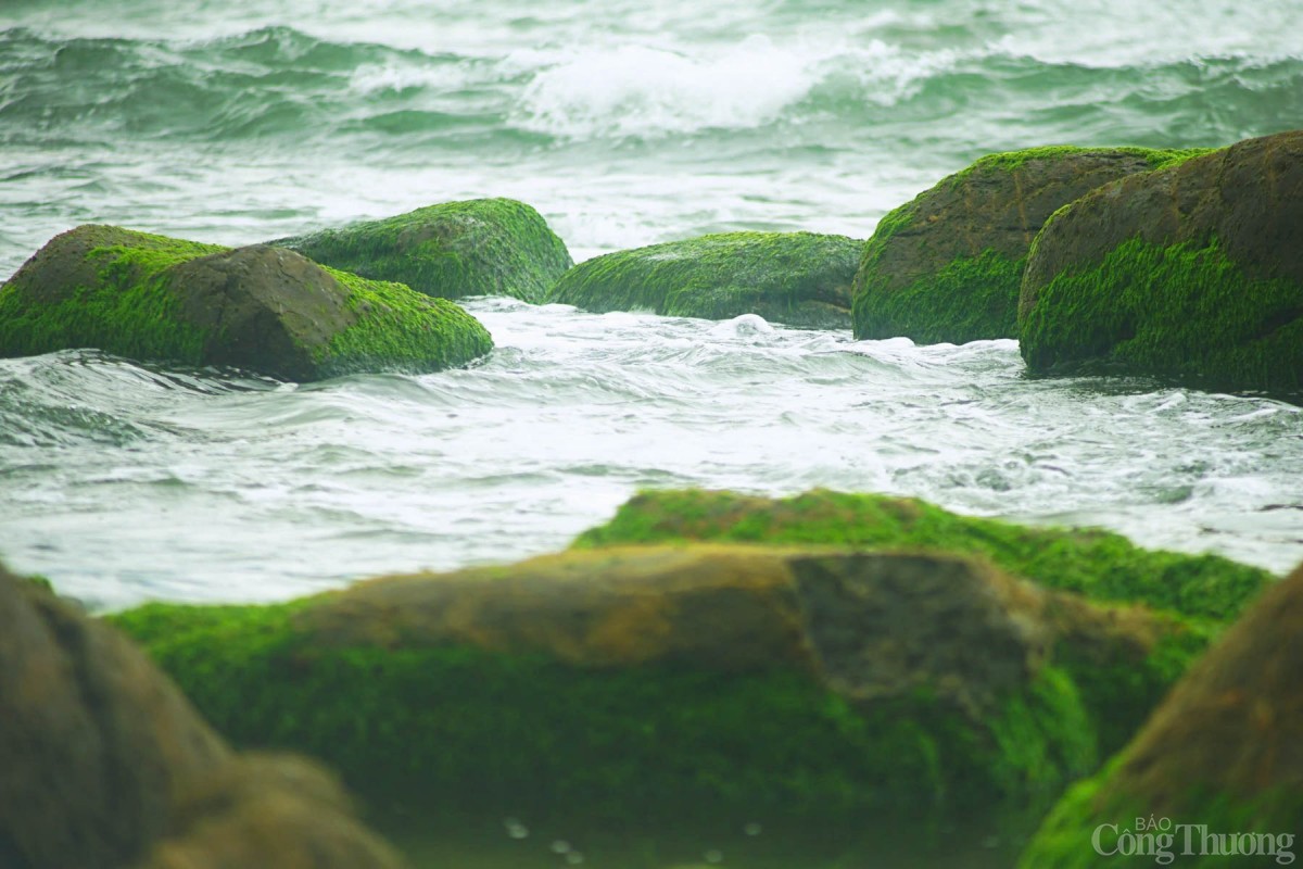 Thời điểm đẹp nhất thường là sau Tết Nguyên đán, khi tiết trời còn se lạnh, nắng nhẹ