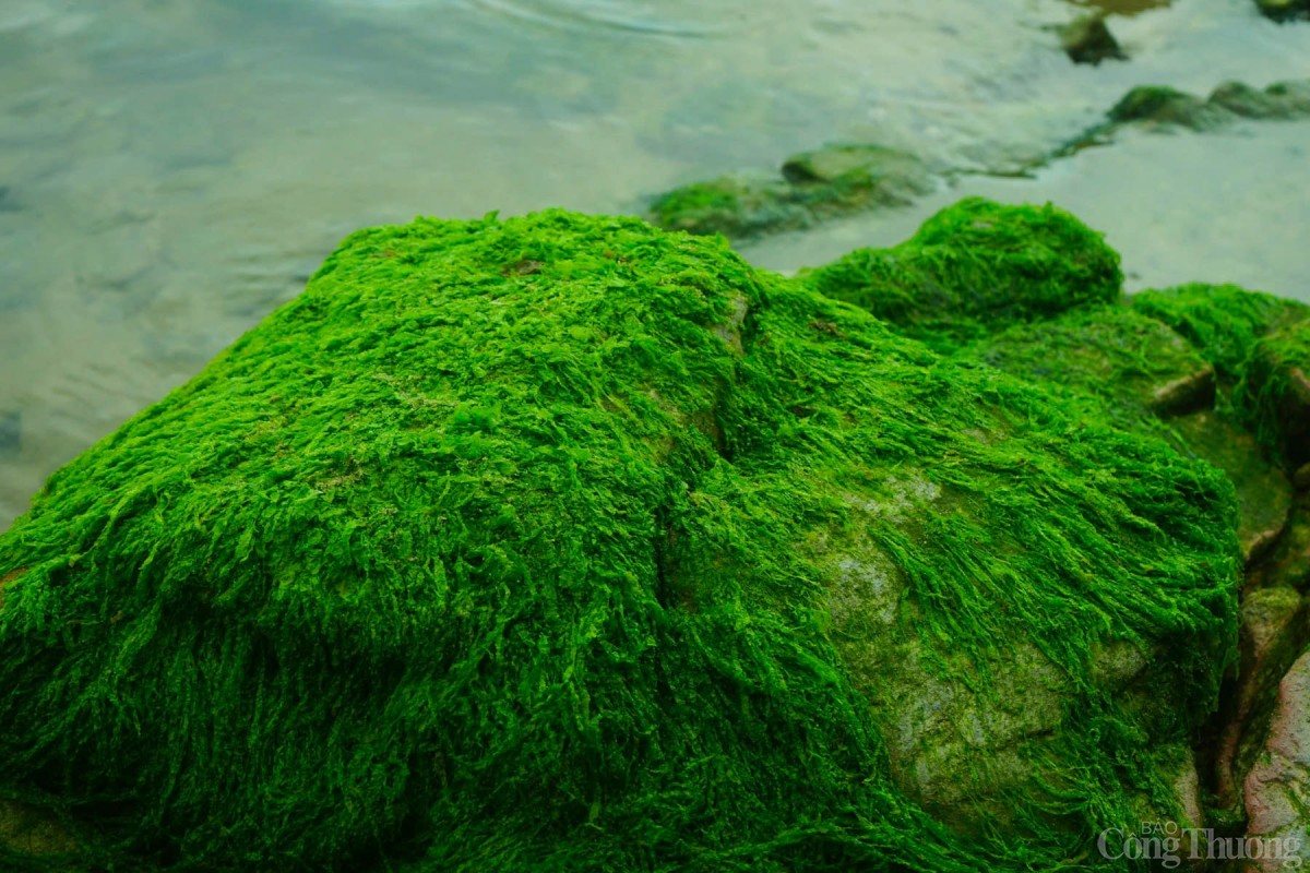 Theo kinh nghiệm của người dân và du khách, rêu xanh đẹp nhất vào buổi sáng sớm, khi thủy triều xuống, để lộ ra các mỏm đá phủ đầy rêu xanh.