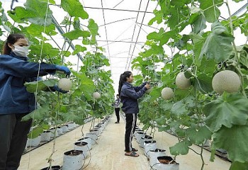 Nghiên cứu, thống kê số liệu GDP kinh tế tập thể
