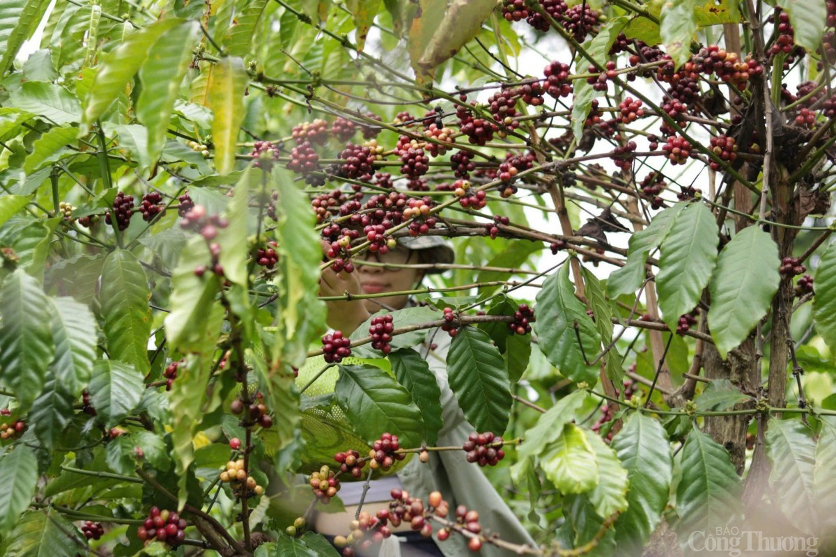 Giá cà phê hôm nay 16/2/2025: