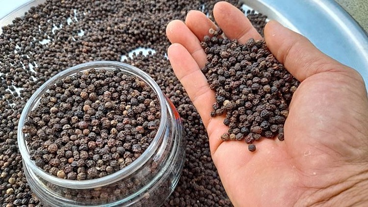 Việt Nam chiếm 32,5% tổng khối lượng tiêu xuất khẩu của Indonesia