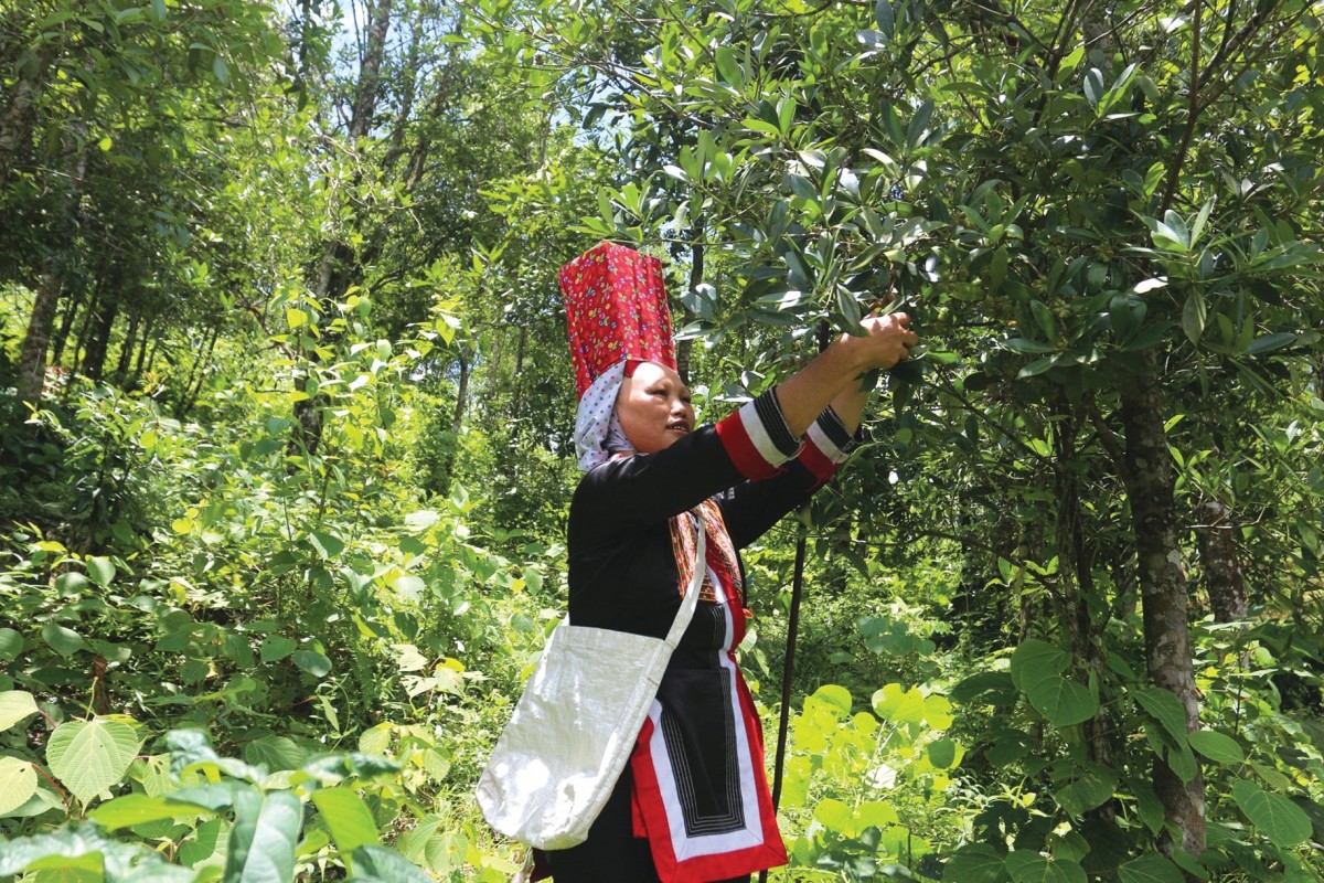 Cây hồi là một trong những cây chủ lực kinh tế tại Bình Liêu. Ảnh: Nguyễn Quỳ Cây hồi là một trong những cây chủ lực kinh tế tại Bình Liêu. Ảnh: Nguyễn Quỳ
