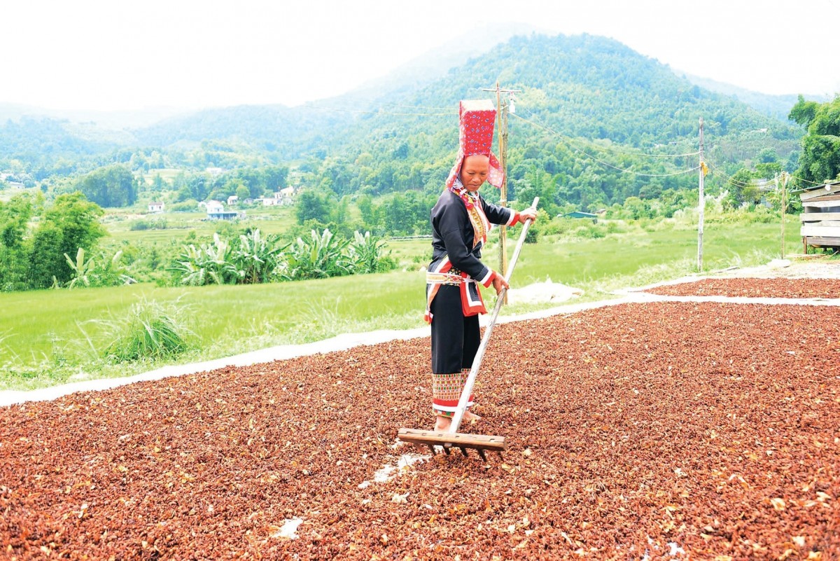 Bà con huyện Bình Liêu đã vươn lên làm giàu từ cây hổi. Ảnh: Nguyễn Quý Bà con huyện Bình Liêu đã vươn lên làm giàu từ cây hổi. Ảnh: Nguyễn Quý