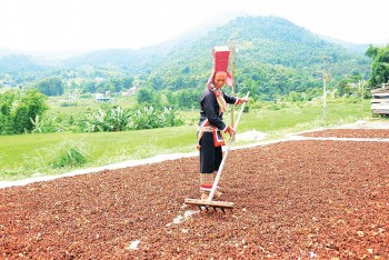 Hương hồi Bình Liêu: Từ chợ quê lên kệ hàng thành phố