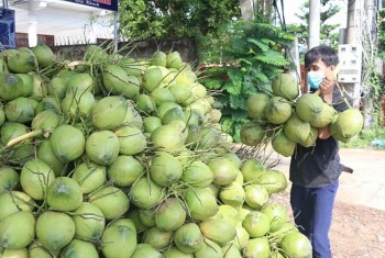 Xuất khẩu dừa tươi của Việt Nam thu về 390 triệu USD
