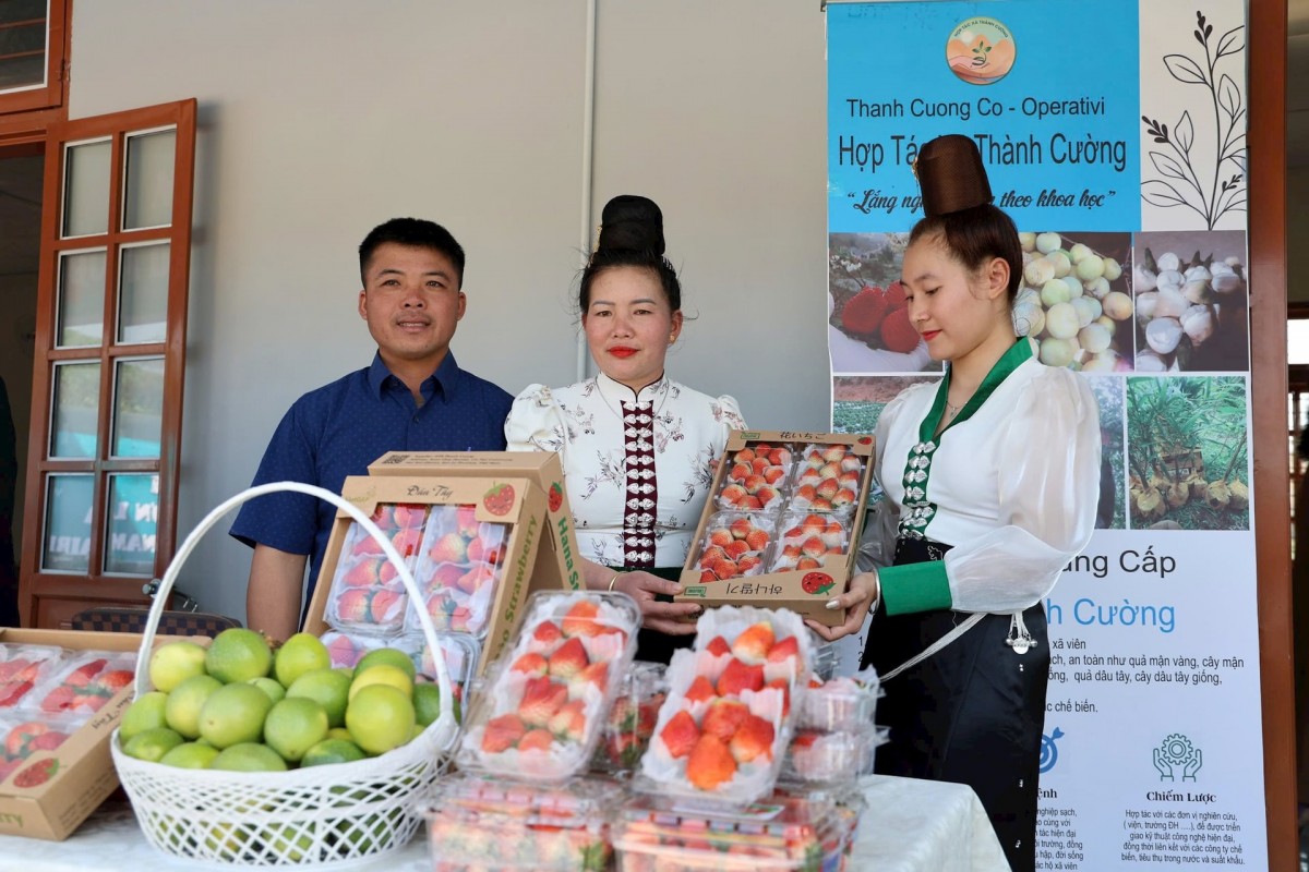 Đưa dâu tây Sơn La lên các chuyến bay của Vietnam Airlines. Ảnh minh họa