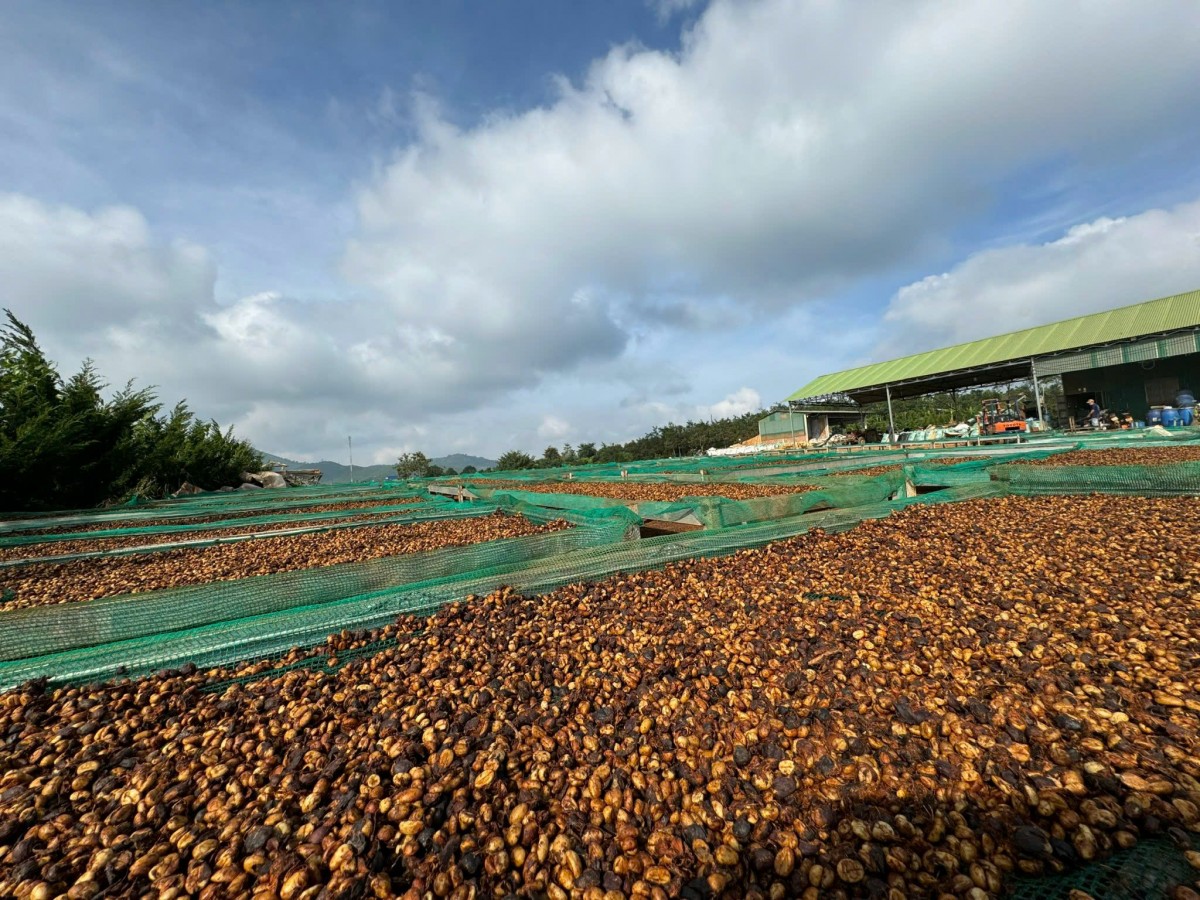 Dự báo giá cà phê ngày mai 18/2/2025: