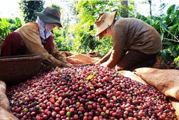 Thị phần cà phê Việt Nam tăng tại Trung Quốc