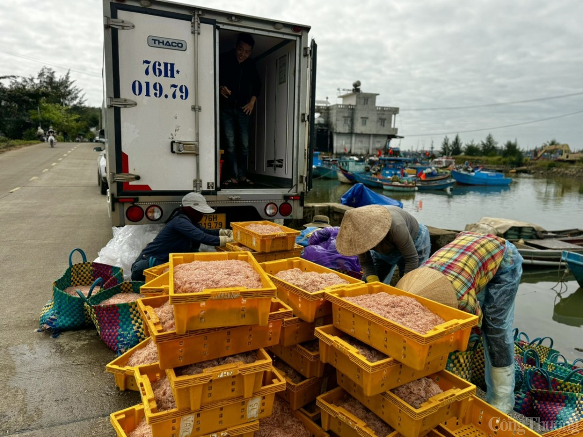 Ruốc tươi được thương lái mua, vận chuyển về cơ sở sản xuất để phơi làm ruốc khô hoặc mắm ruốc. Khoảng 3kg ruốc tươi sẽ được 1kg ruốc khô Ruốc tươi được thương lái mua, vận chuyển về cơ sở sản xuất để phơi làm ruốc khô hoặc mắm ruốc. Khoảng 3kg ruốc tươi sẽ được 1kg ruốc khô