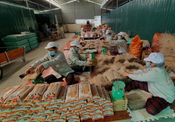 Sản xuất miến Cao Bằng Sản xuất miến Cao Bằng