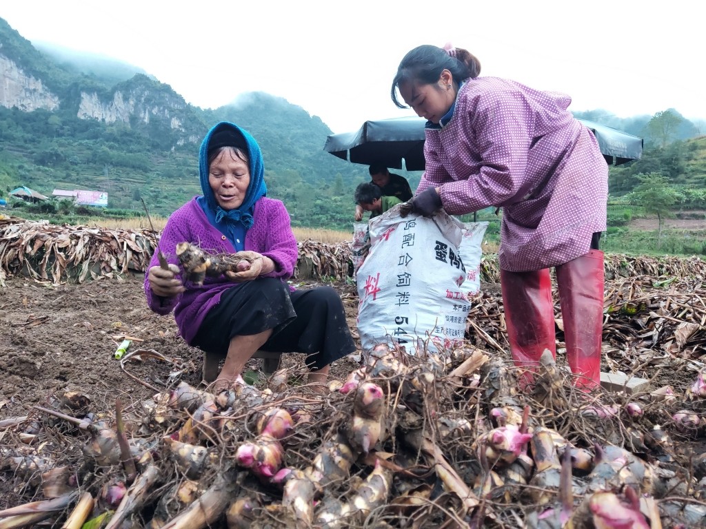 Cây dong riềng mang lại nguồn thu lớn cho bà con dân tộc thiểu số trên địa bàn tỉnh Cao Bằng Cây dong riềng mang lại nguồn thu lớn cho bà con dân tộc thiểu số trên địa bàn tỉnh Cao Bằng