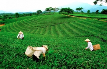 Thái Nguyên: Định hướng phát triển thương hiệu trà