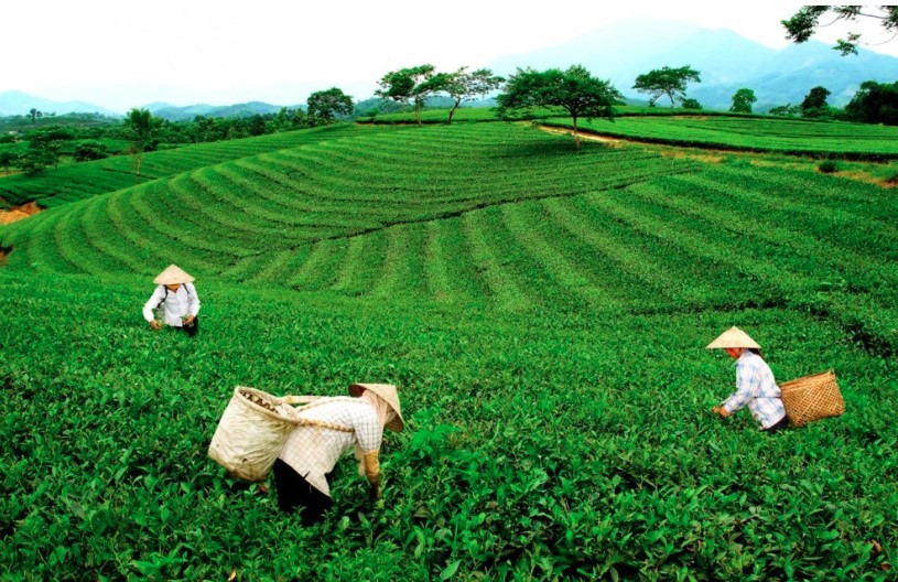 Thái Nguyên: Định hướng phát triển thương hiệu trà