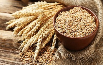 Nhập khẩu lúa mì từ thị trường Canada tăng 2.154% về lượng