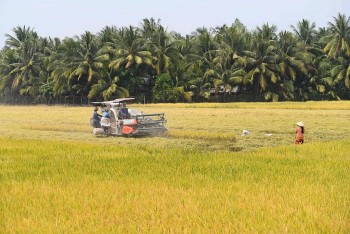 Lúa gạo đang trở thành 'bài toán khó' của Đông Nam Á