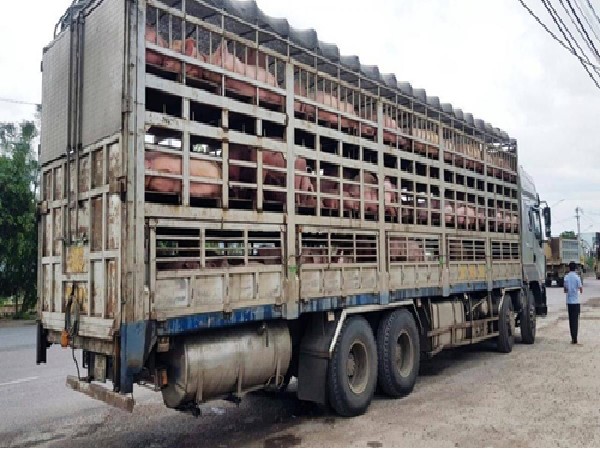 Lào Cai: Quyết liệt phòng, chống dịch bệnh gia súc, gia cầm